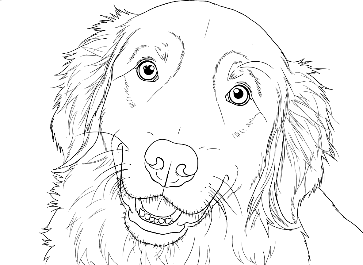 Colouring page of a golden retriever